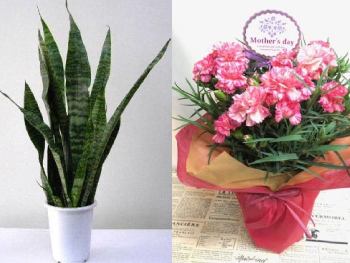 鉢花・観葉植物